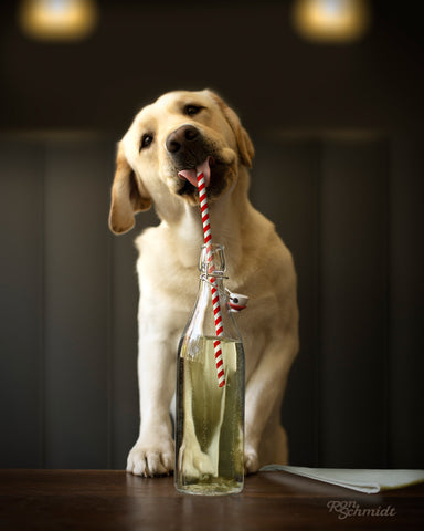 Yellow Labrador Retirver Drinking out of a Bottle with a Red striped straw -  Dog Art Print, Gift for Dog lover, Art  Photo Print Wall Decor for Kitchen, Restuarant, Dining Room, Bar, Den