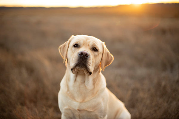 English Yellow Lab At Sunset in feild by Ron Schmidt ron@ronschmidtphoto.com