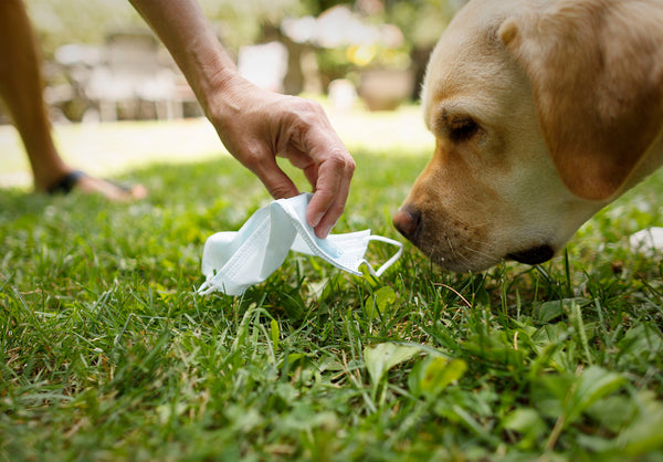 Mask and Yellow Lab When Dooty Calls Blog Post Dog Photographer Ron Schmidt