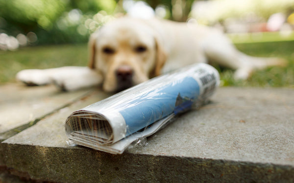 Newspaper and yellow lab for blog When Dooty Calls by Dog Photographer Ron Schmidt