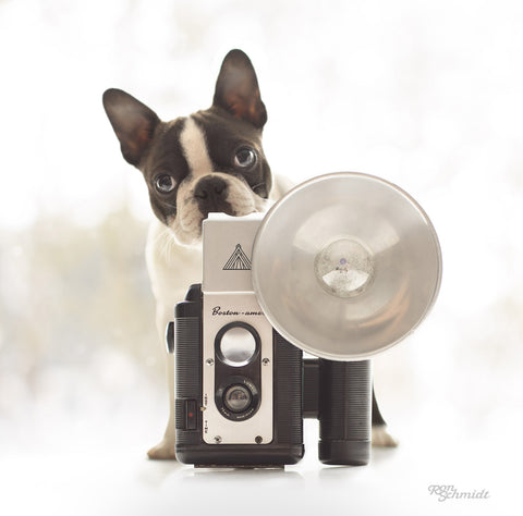 Black and White Boston Terrier Puppy with Vintage Argus Camera Photograph by Dog photographer Ron Schmidt ron@looseleashes.com