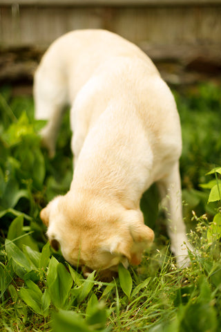 Photography of Dog Eating Berries in Grass