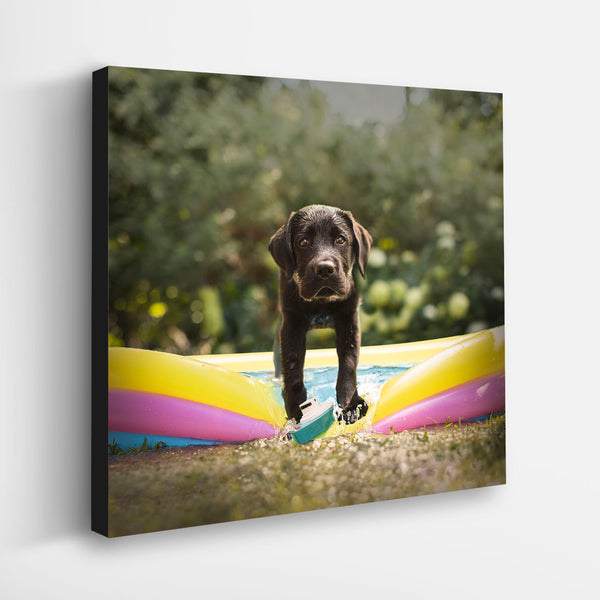 Lolo the Labrador Retriever, canvas 24x36