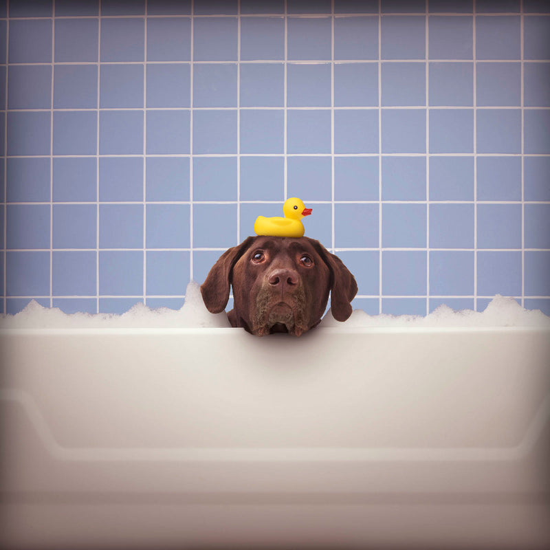 labrador in bathtub