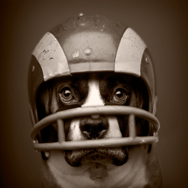 dog wearing football helmet