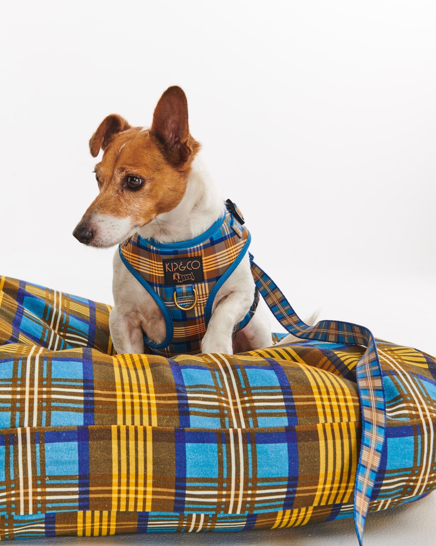 Cosy Tartan Dog Lead