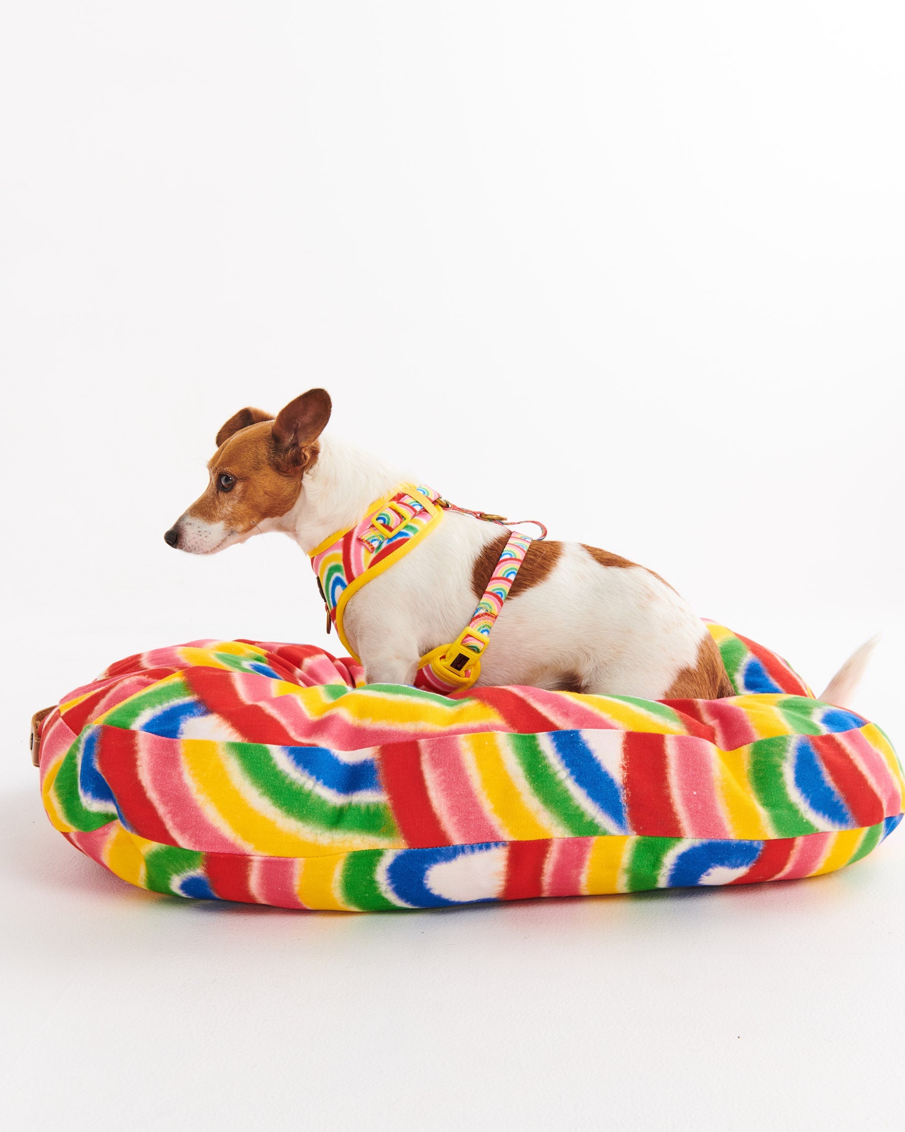 Rainbow Spray Dog Harness