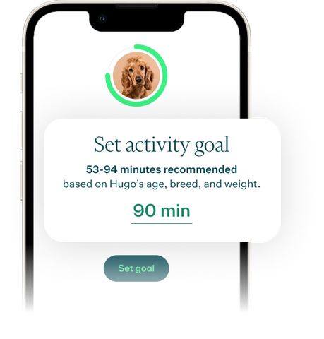 Whistle App - Activity Goal