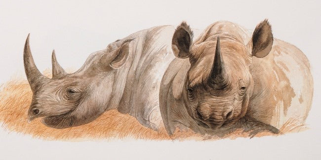  Black rhinoceros ©Keith Brockie