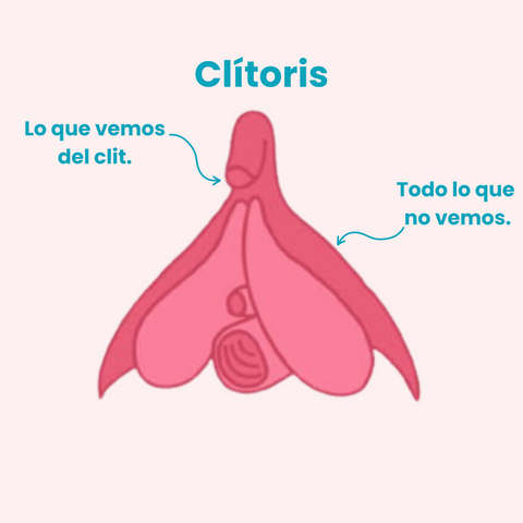 La forma del clítoris