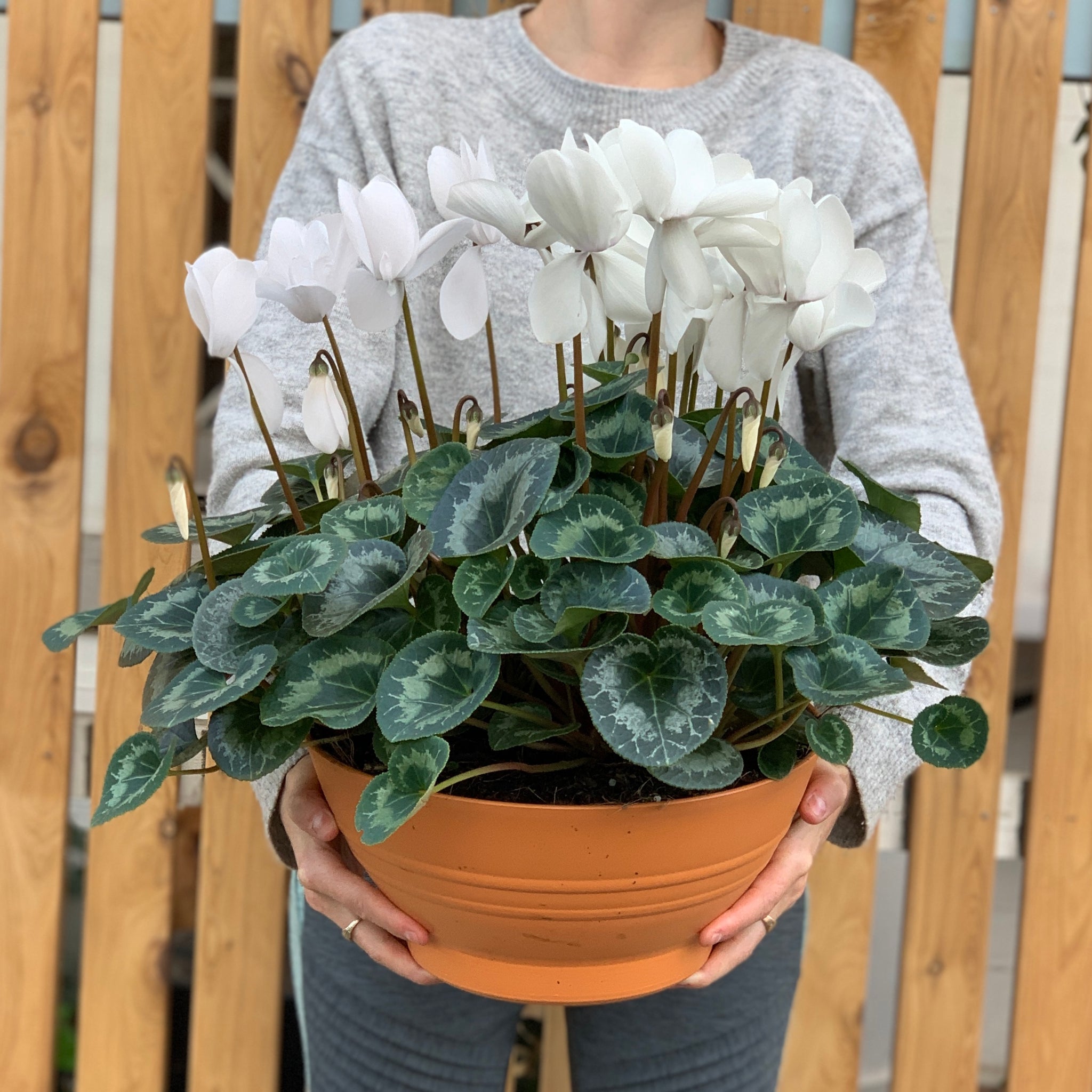 Large Potted Cyclamen – Rosa Rose Flor