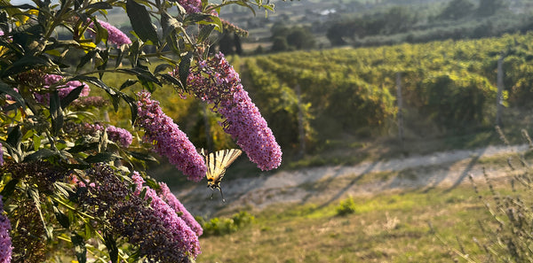 Tuscany