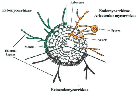 1-Ectomycorrhizae-vs-endomycorrhizae