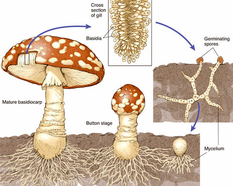 10-Mushroom-structure