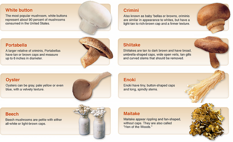 10 видов съедобных грибов