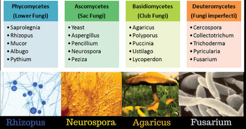 11-Classification-of-Fungi