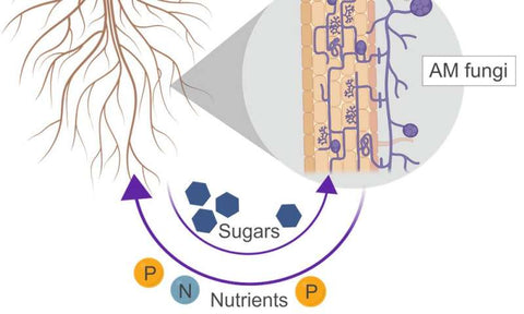 11-Soil-probiotics-AMF