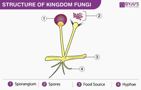 11-Structure-of-fungi