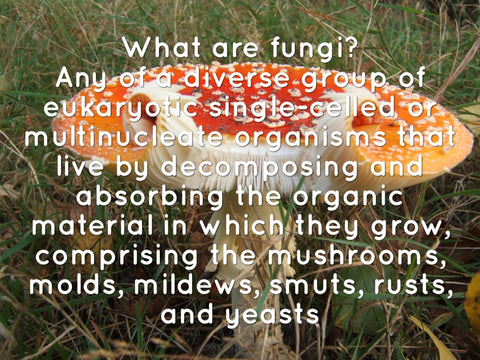 11-What-are-fungi