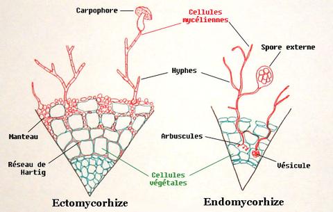 12-Difference-between-ecto-and-endo-mycorrhizae