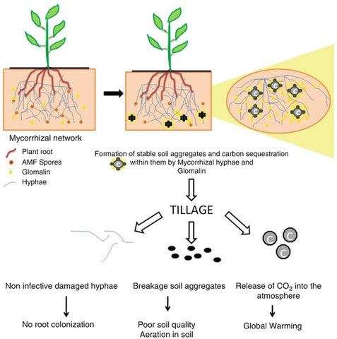 12-Management-practices-impacting-mycorrhizal-network