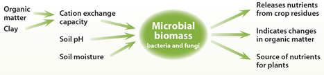 2-Factors-affecting-microbial-biomass