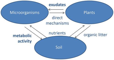 2-Interactions-between-microbes-soil-and-plants