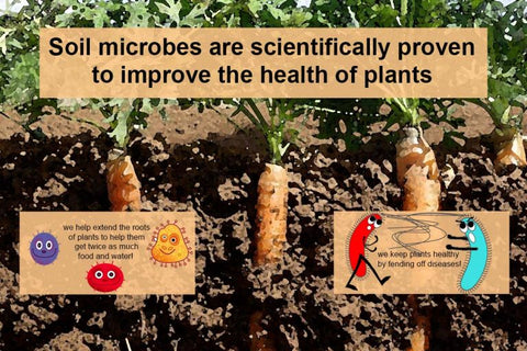 2-What-soil-microbes-do