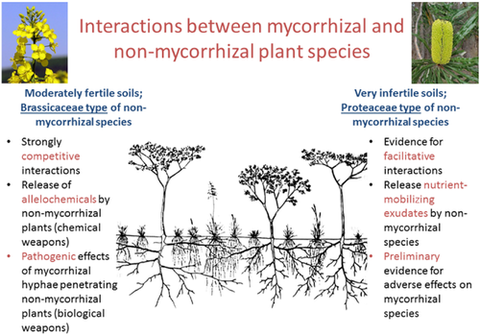 5-Interactions-between-mycorrhizal-and-non-mycorrhizal-plant-species