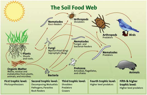 5-The-soil-food-web