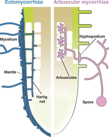 5-Types-of-mycorrhizal-fungi