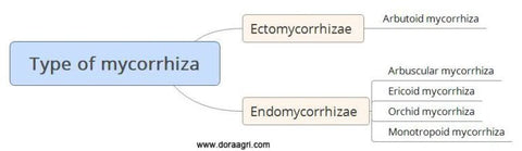 6-Types-of-mycorrhizae