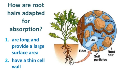 #7-How Fertilizers affect root uptake of minerals
