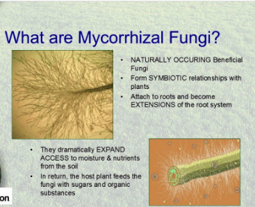 #7- What are Mycorrhizal Fungi