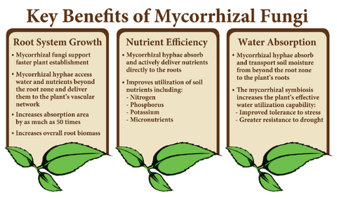 #7 - Benefits of Mycorrhizal Fungi in Agriculture