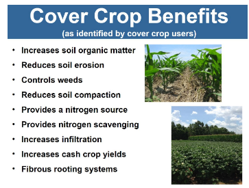 #8 - Importance of Cover Crops