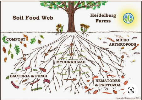 #9 - Soil Food Web