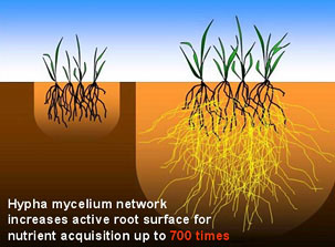 hypha-mycelium-network