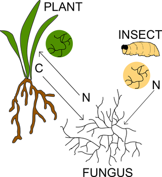 plant-insect-fungus