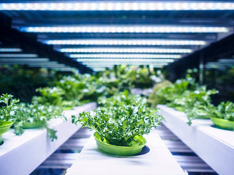 Hydroponics is the process of indoor growing without soil