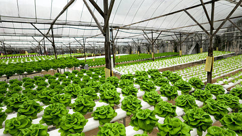 What is Hydroponics?- A simple introduction. 