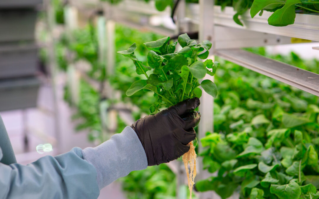 Hydroponics Shop in London