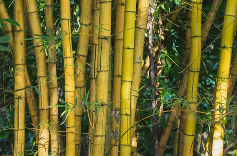 bamboo toothbrush