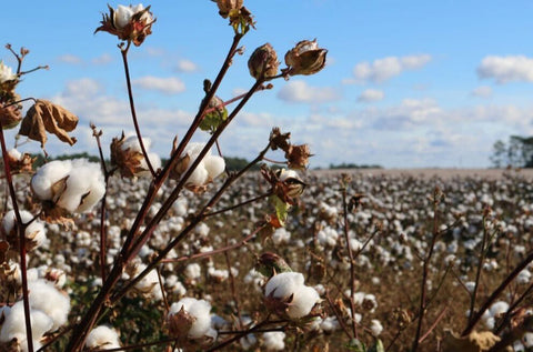 sustainable cotton