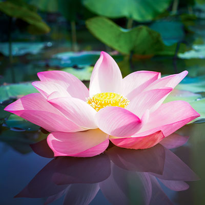 Indian Lotus