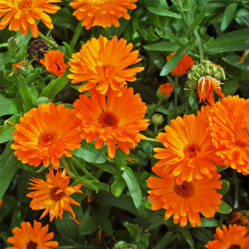 Calendula