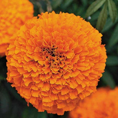 Marigold 