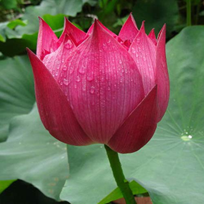 Sacred Lotus