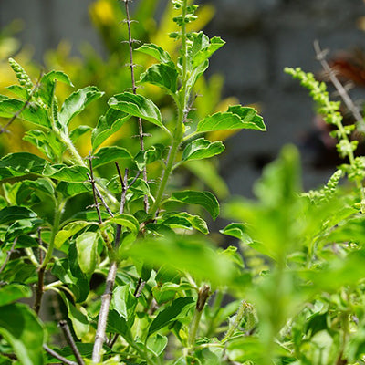 Holy Basil