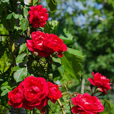 Wild Indian Rose